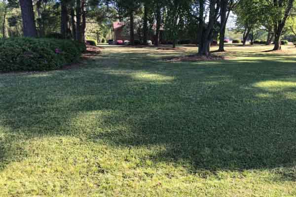 Residential Lawn Maintenance